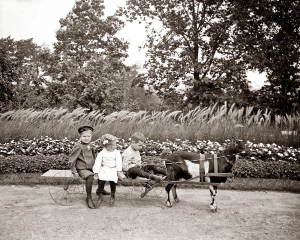 A Goat team, Highland Park, Rochester, New York, 1900-1910